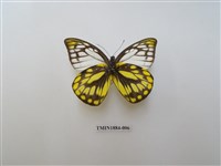 藏品(鋸粉蝶)的圖片